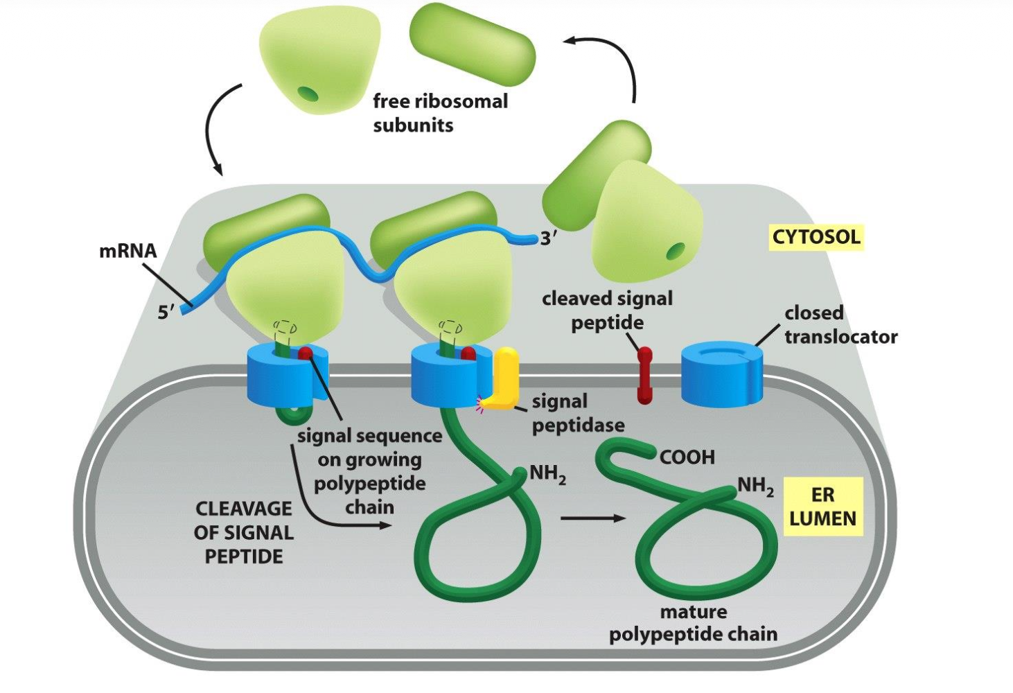 <p>Co-translational translocation Process</p>