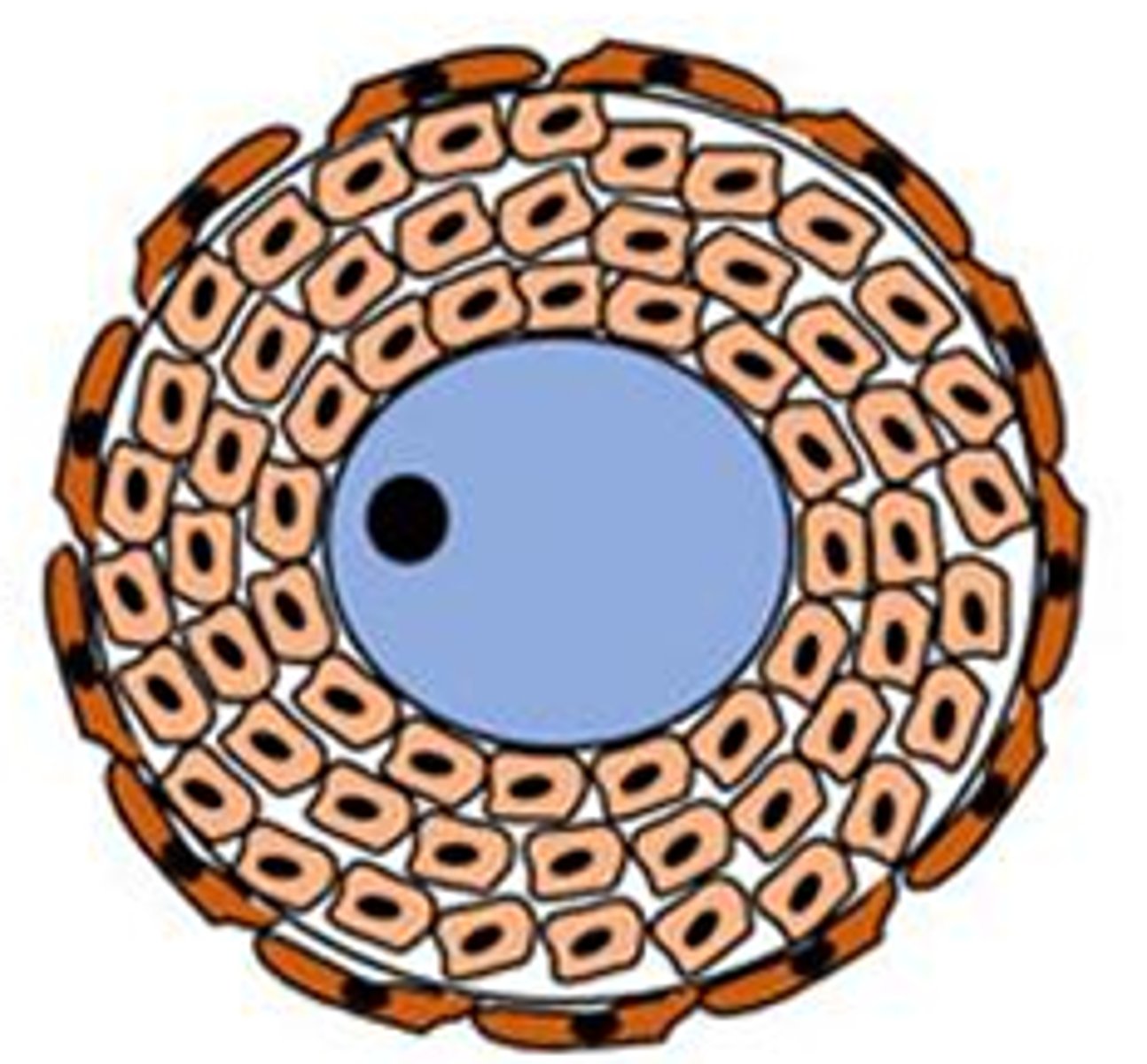 <p>this is the _____ follicle: As the oocyte develops, the _____ cells proliferate and ______ cells are recruited from the stroma</p>