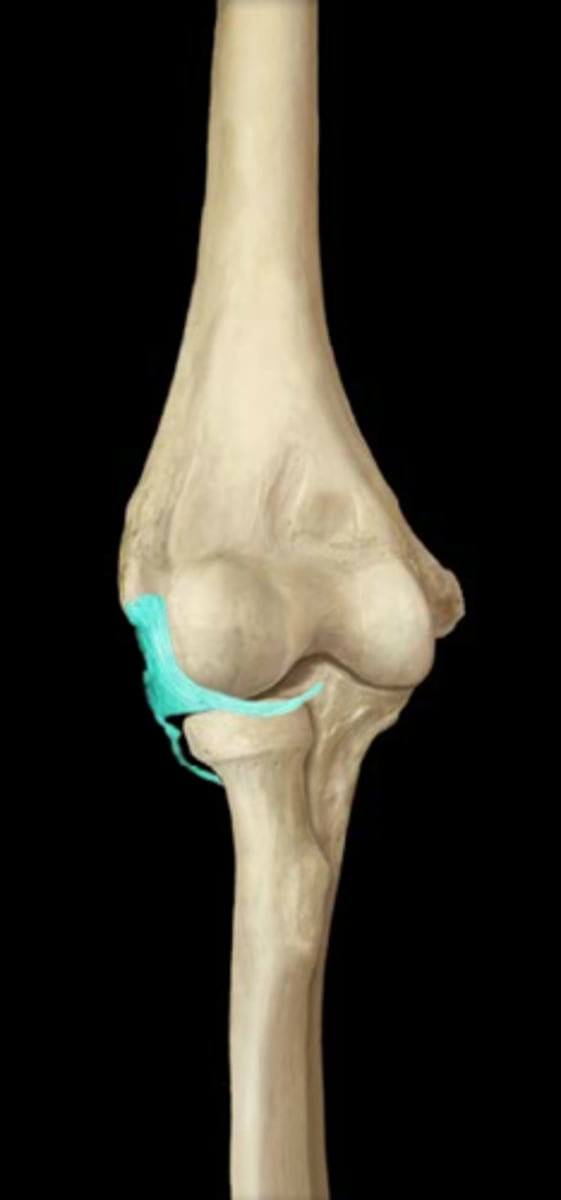 <p>What structure is shown?</p>
