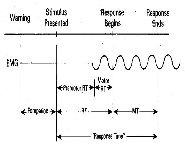 period of time with no muscle contraction and no muscle movement 
