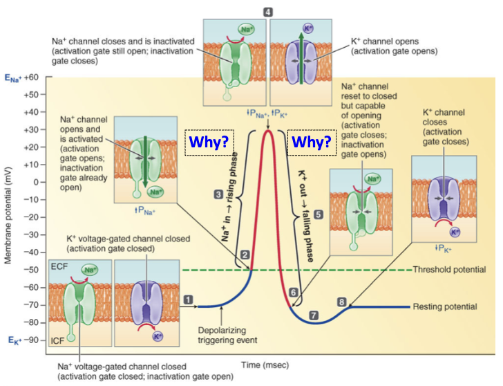 <ul><li><p><strong>Depolarization (rising phase)</strong></p><ul><li><p>Voltage-gated Na⁺ channels open → Na⁺ rushes in</p></li><li><p>Sodium enters because cell interior is negative vs. Na⁺ equilibrium (+58 mV)</p></li></ul></li><li><p><strong>Repolarization (falling phase)</strong></p><ul><li><p>Voltage-gated K⁺ channels open (slower) → K⁺ leaves</p></li><li><p>Potassium leaves because cell is more positive than K⁺ equilibrium (–81 mV)</p></li></ul></li></ul><p></p>
