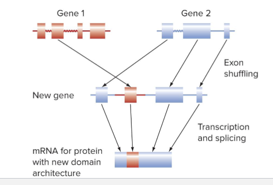 <ul><li><p>YES</p></li><li><p>After exon shuffling, protein products have novel domain architectures</p></li><li><p>Moving entire exons is more forgiving than moving parts of exons</p><ul><li><p>Exons that have a specific function are more likely to stick when moved</p></li></ul></li></ul><p></p>