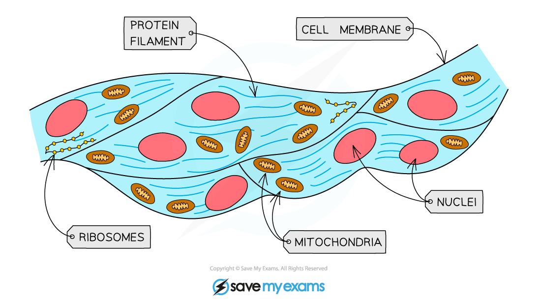 <p>How are muscle cells specialised?</p>