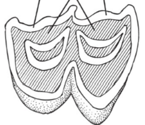 <p>What type of tooth is this?</p>