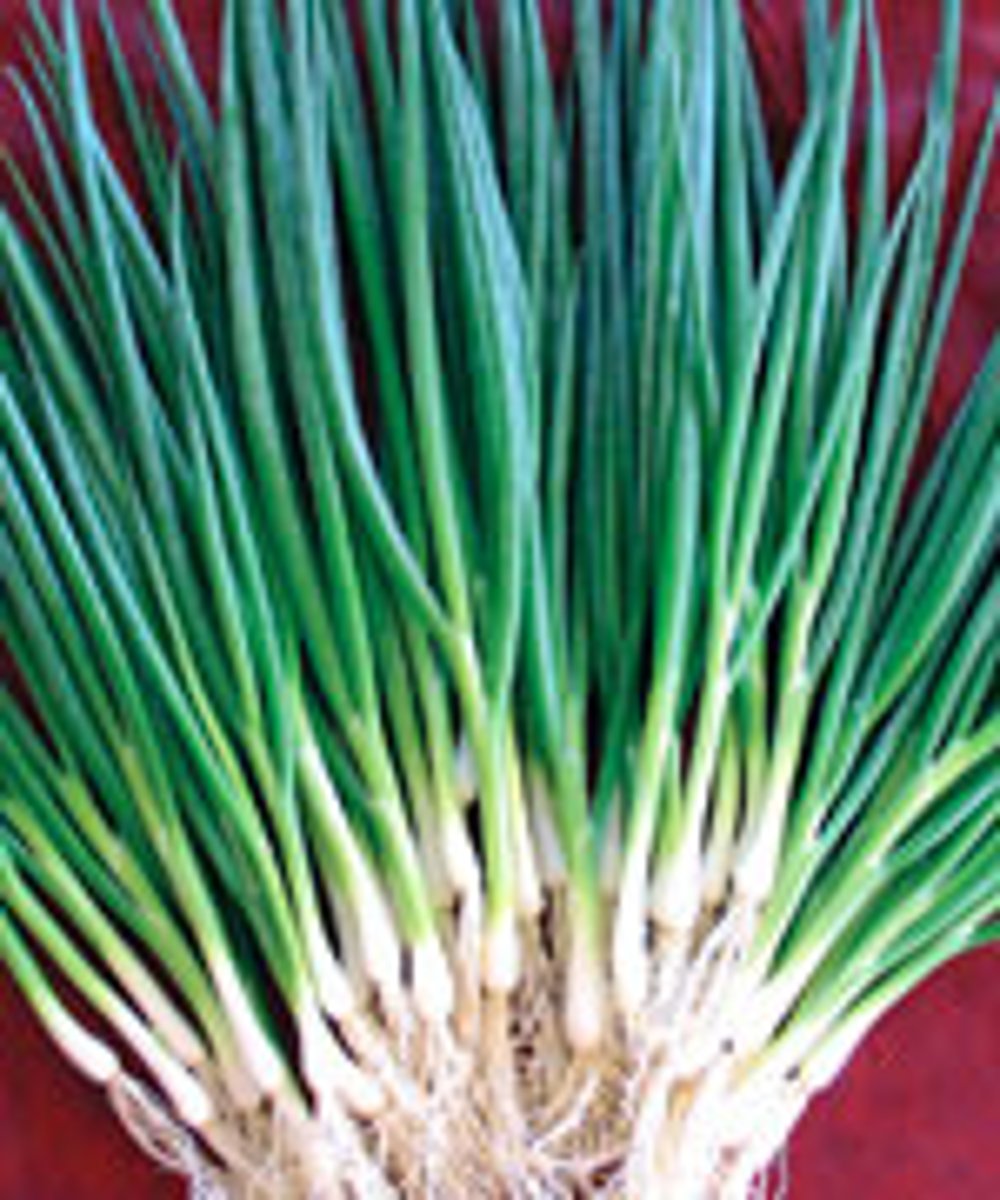 <p>cebolinha</p>