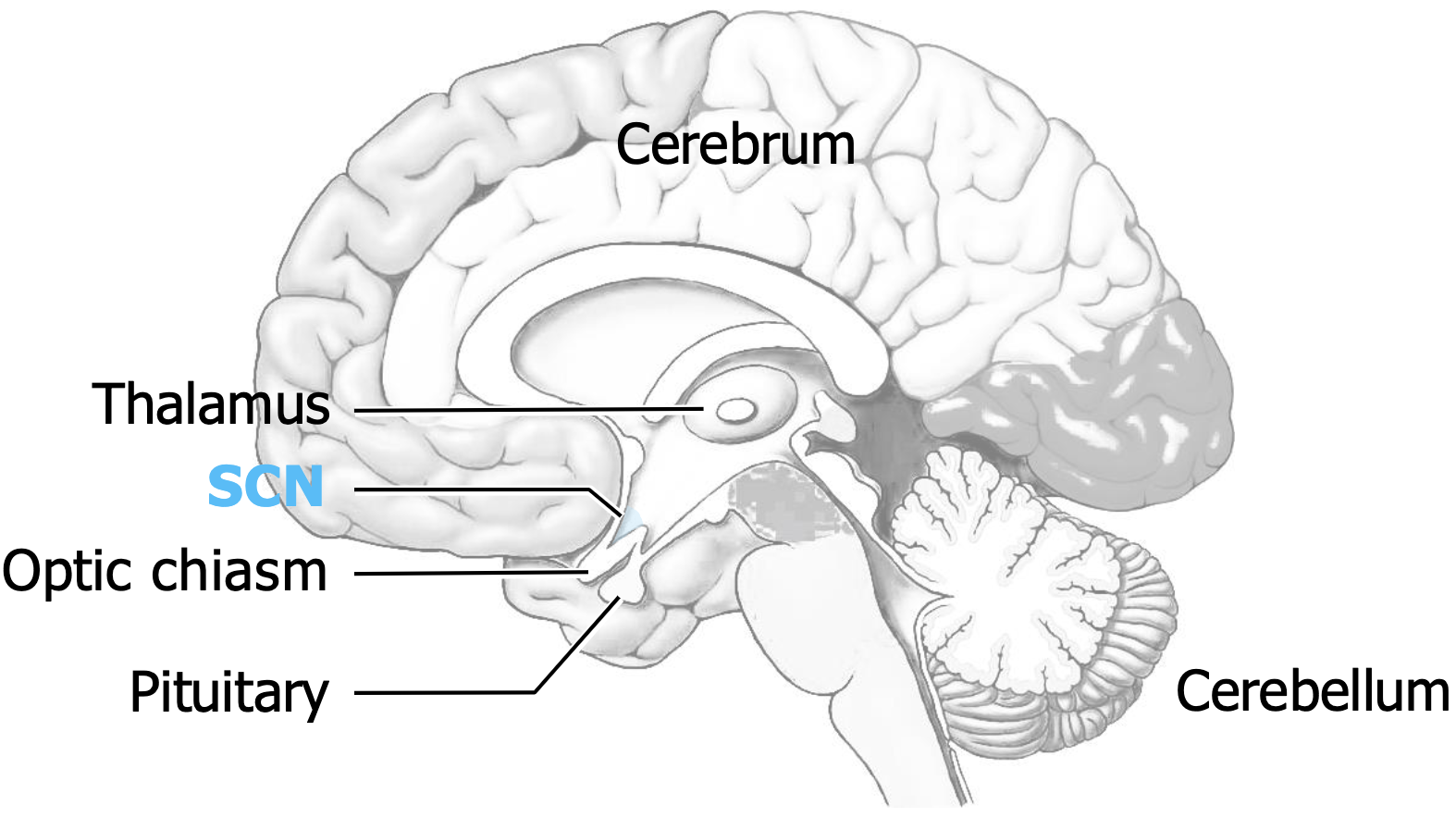<p>What do retinal signals in the ganglion cells cause? </p>