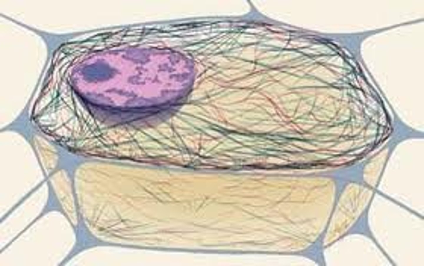 <p>A network of microtubules, microfilaments,and intermediate filaments that extends throughout the cytoplasm and serves a variety of mechanical, transport, and signaling functions</p>