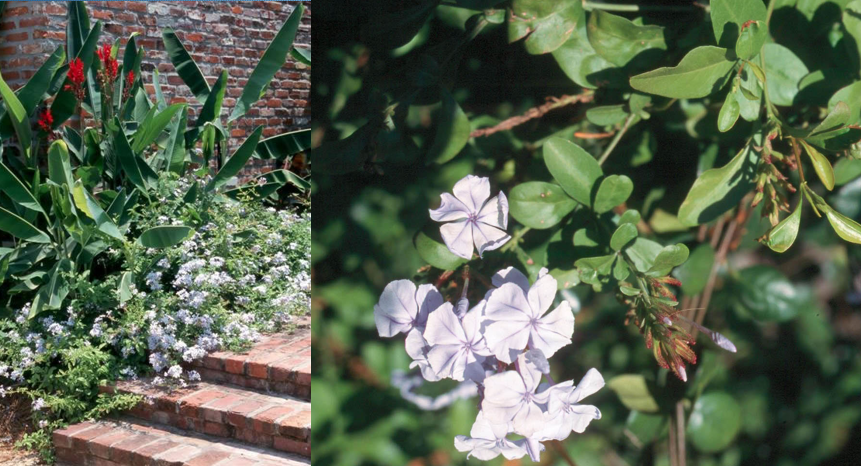 <p>Plumbago </p>