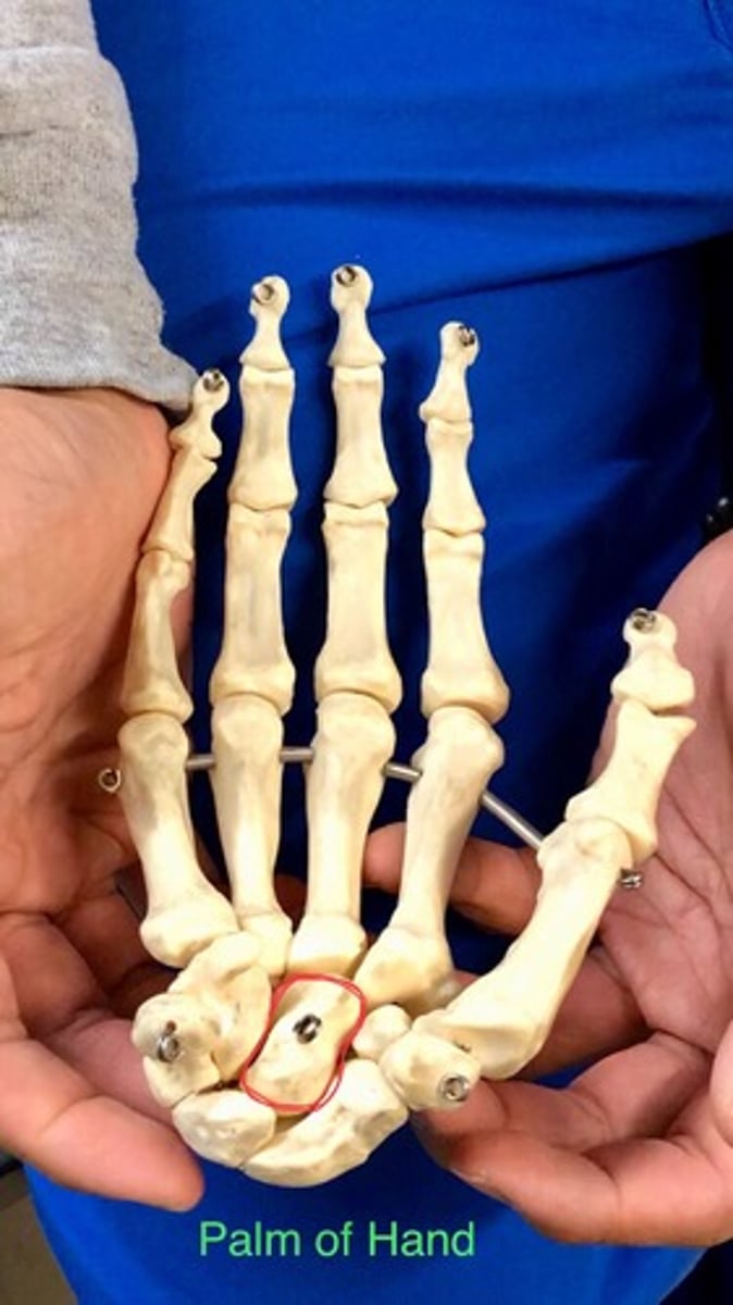 <p>"Comes"; underneath middle finger</p>