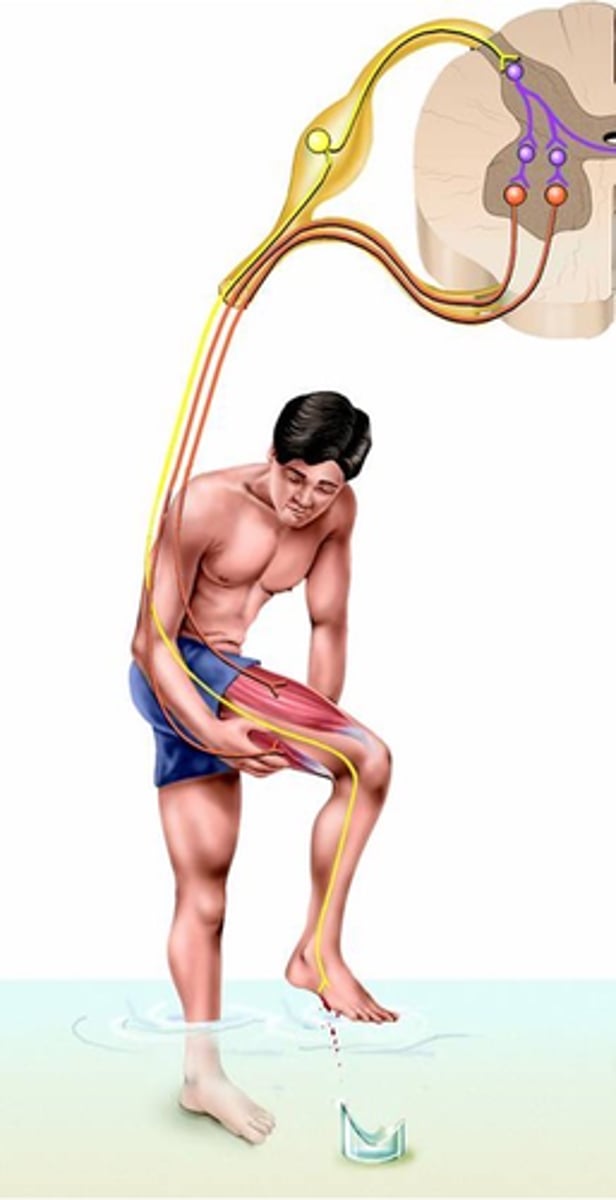 <p>What is a flexor reflex?</p>