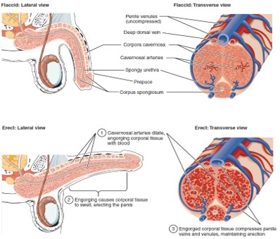 <p>A <strong>chemical messenger</strong> that triggers <strong>vasodilation</strong> by stimulating <strong>cGMP</strong> production → leads to erection.</p>