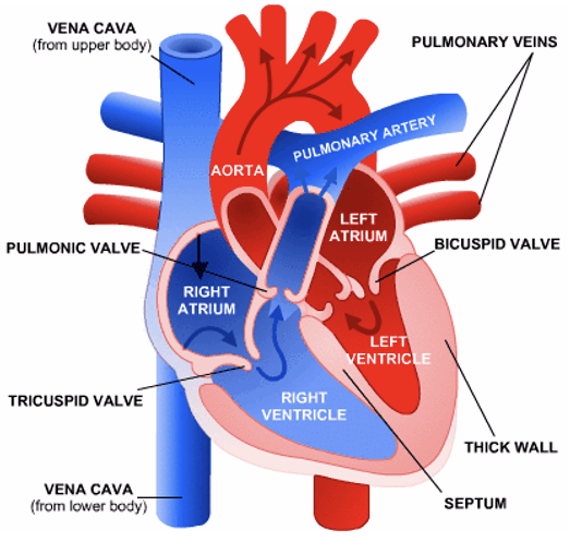 <p>Heart Sounds: Mitral Stenosis</p>