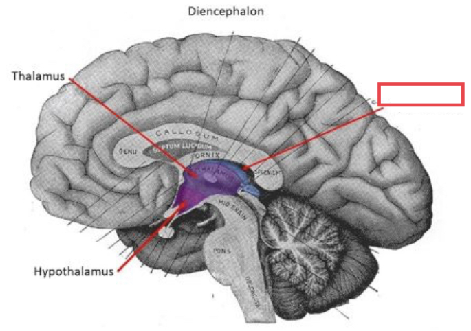 region of the diecephalon containing the pineal gland