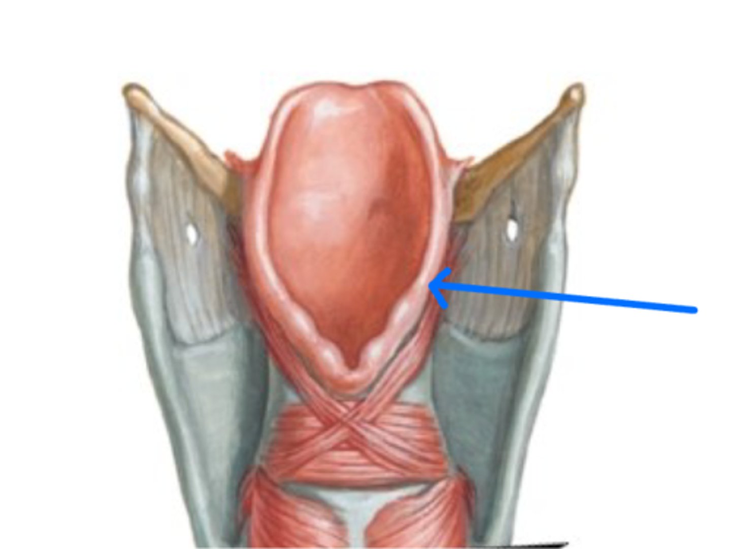 <p>What is this structure?</p>