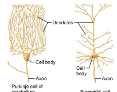 <p>most common multiple dendrites one axon</p>