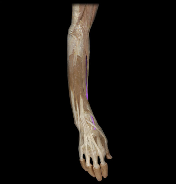 <p>posterior and more lateral of the forearm, extension &amp; abduction @ wrist</p>