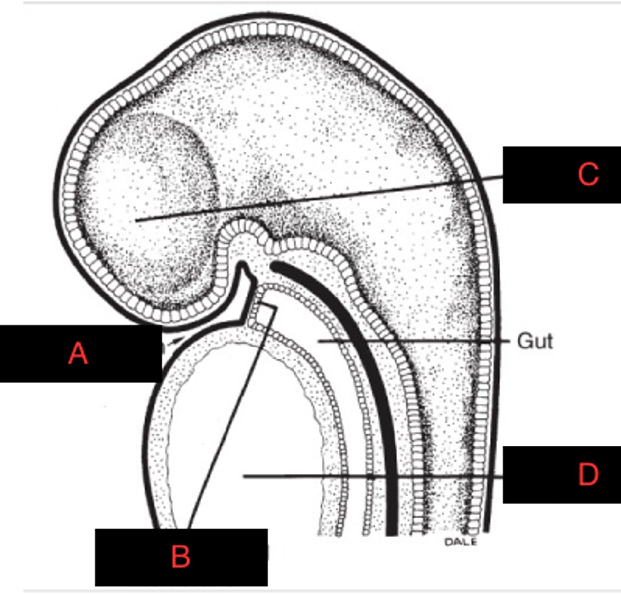 <p>B</p>