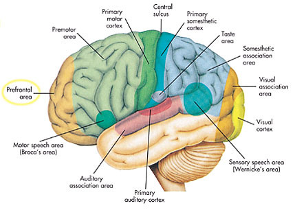 the cerebral cortex is where the four lobes are located