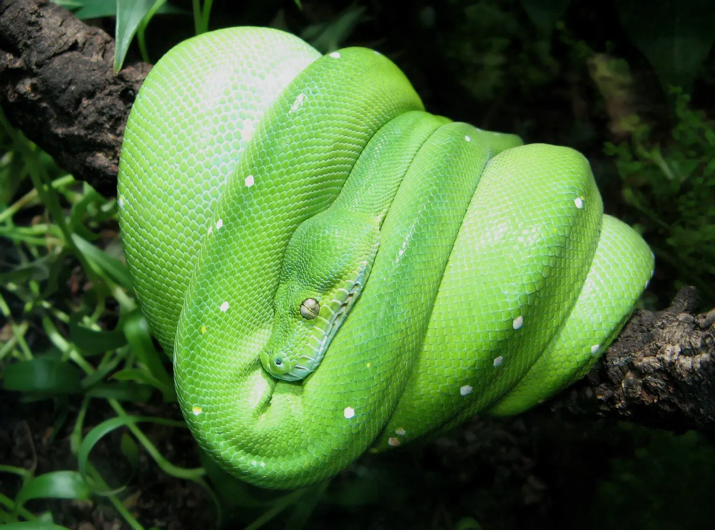 <p><span><span>Green tree python</span></span></p>