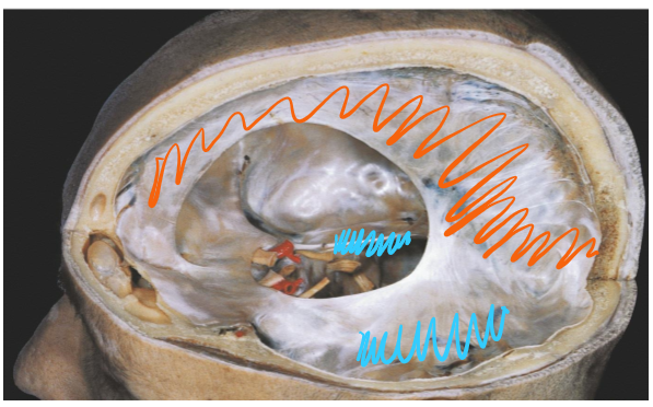 <p>Falx cerebri-separates the two cerebral hemispheres </p><p>Falx cerebelli- separates the two cerebellum hemispheres </p><p>Tentorium cerebelli- separates the cerebellum from the cerebrum</p>