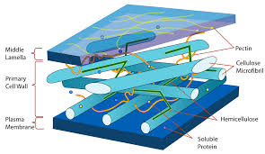 <ul><li><p>can have a cubic structure </p></li><li><p>cell wall → plasma membrane → cytoplasm </p></li><li><p>combined with the vacuole’s pressure allows plants to stand up right </p></li><li><p>cell walls have fibrous polysaccharides that gives it its structure </p></li><li><p>in mature cells, once it stops growing, the layers of cellulose and molecules can be built to form a secondary cell wall layer </p><ul><li><p>this is what allows wood to still have its rigidity and structure even without water&nbsp;</p></li></ul></li><li><p>there are direct tunnels called plasmodesmata that allows small molecules to flow through the cell wall</p></li></ul><p></p>