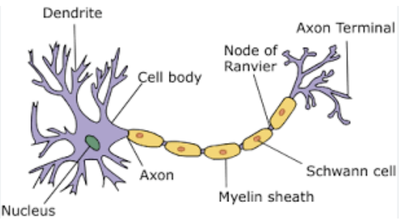 knowt flashcard image