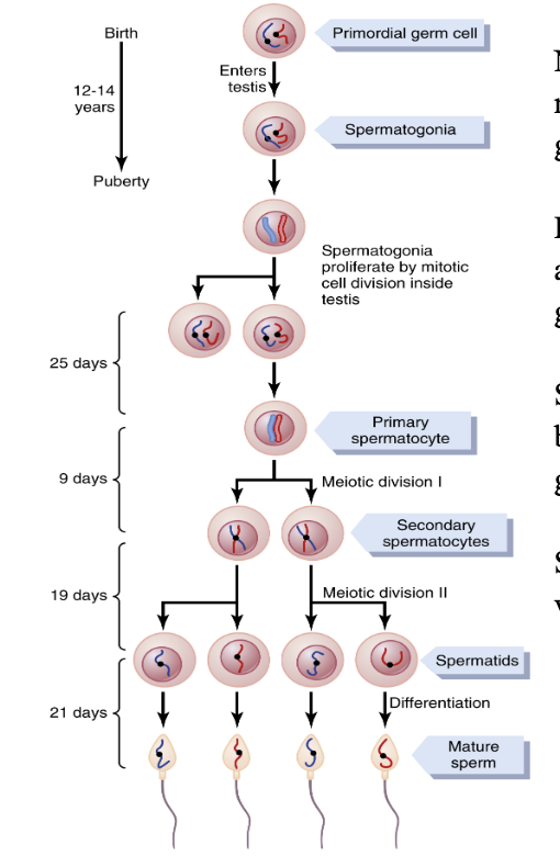 <p>När de primordiala könscellerna har migrerat till gonaderna bildas <strong>spermatogonier</strong>. Dessa kommer vidare att utvecklas vid puberteten genom stimulering av gonadotropiner. </p>