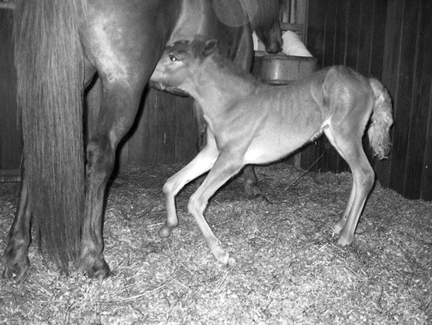 <p>Flexion of the carpal (preying mantis) or fetlock joints (knuckling), with an inability to stand or nurse.</p>