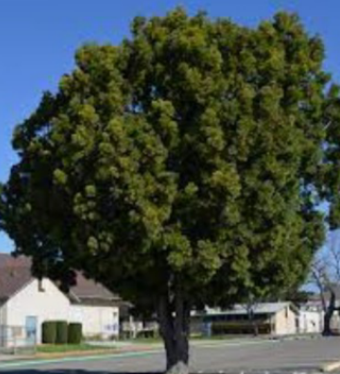 <p><em>Afrocarpus falcatus</em></p>