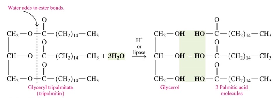 \-triacylglycerols are hydrolyzed (split by water) to produce glycerol and 3 fatty acids in presence of strong acids 