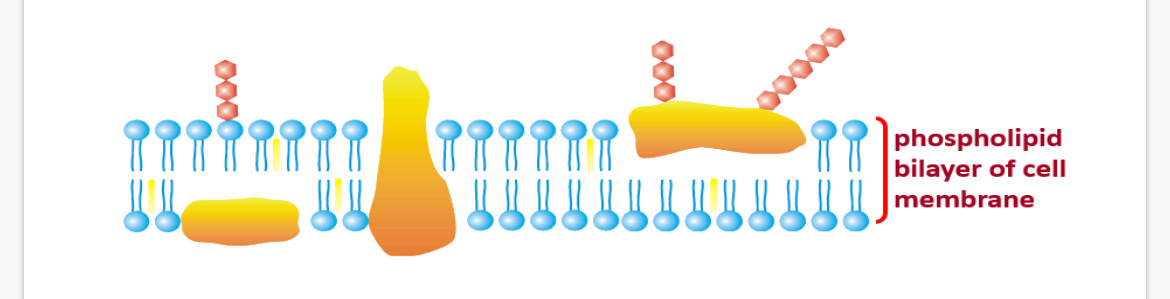 <p>Steroids</p><p>…1? molecules are located between the tails of the phospholipid molecules where they serve to stabilise the membrane.</p><p>These cholesterol molecules are also classed as …2? although they belong to a very different sub - group known as …3?</p><p>Info* Steroids :•Important structural role in animal cells</p><p>info* • Protects membrane integrity and cell viability</p><p>(b) Cholesterol within the animal cell membrane:</p><p>Cholesterol reduces membrane fluidity at moderate temperatures by reducing …4? movement, but at low temperatures, it hinders solidification by disrupting the regular packing of …5?.</p>