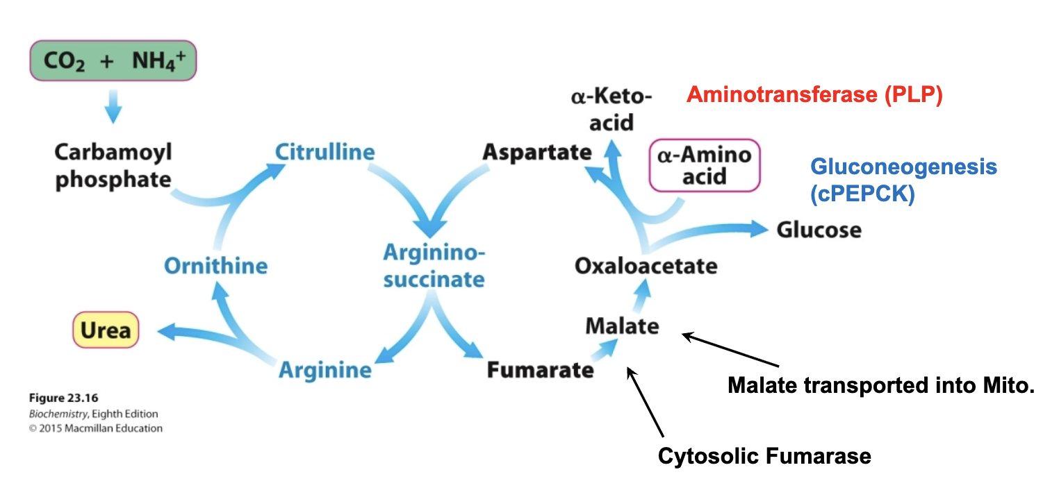<ul><li><p>What alpha AA is this?</p></li><li><p>What’s the alpha keto acid?</p></li></ul><p></p>