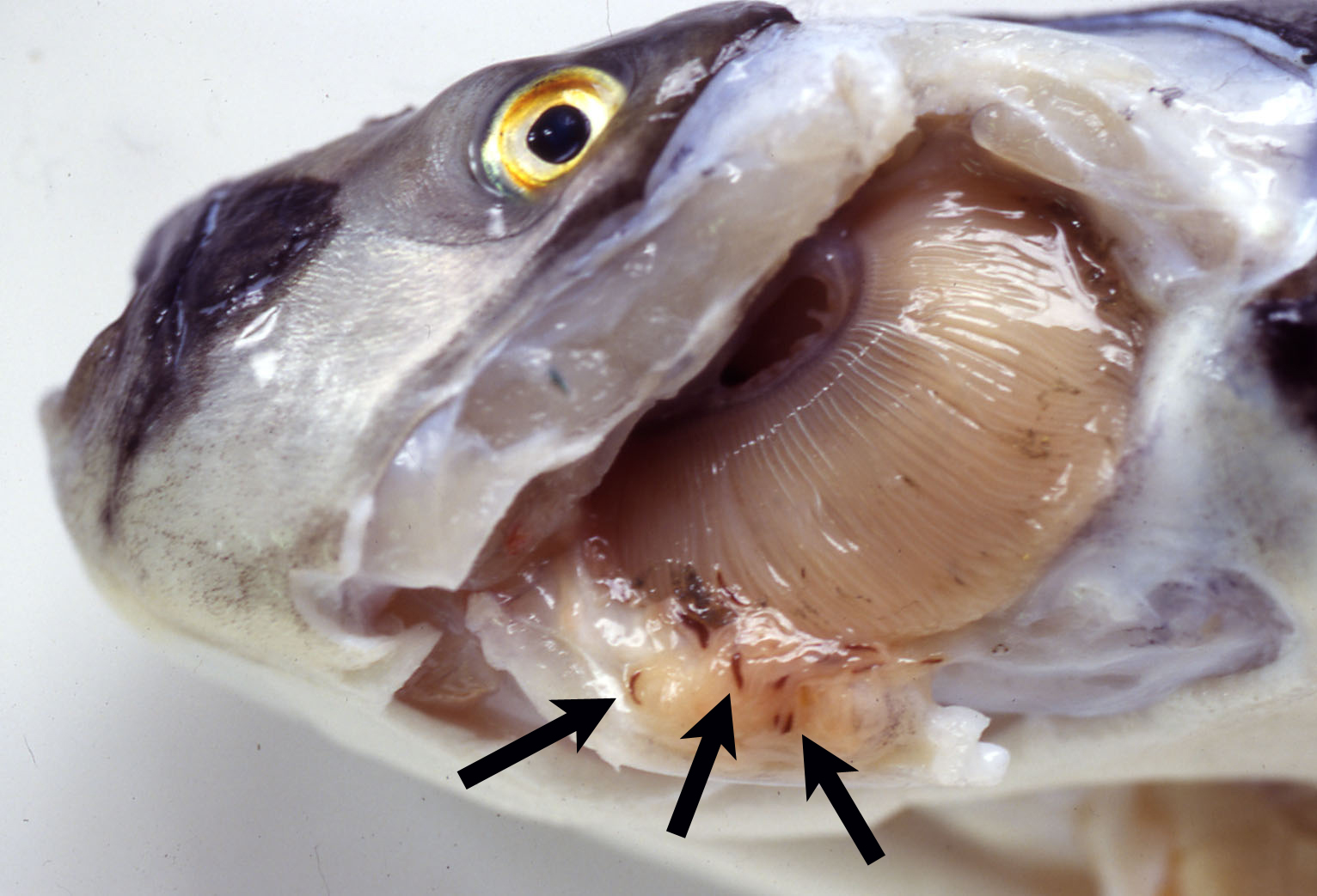 <p>may produce enzymes that digest the host tissues, or they may simply graze on surface mucus and skin particles.</p>