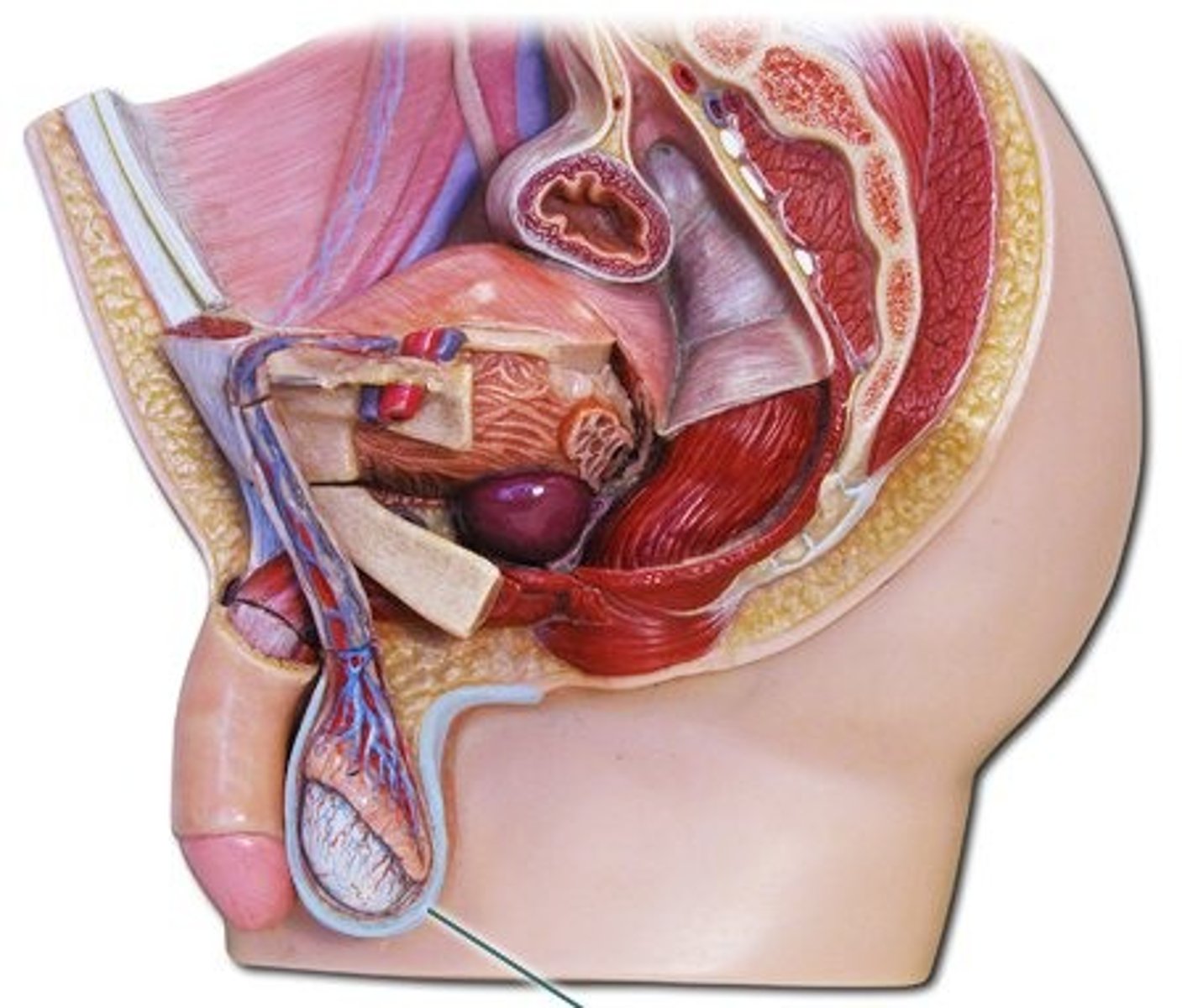 <p>External pouch of skin that encloses the testicles and provides a decrease in temperature for sperm development.</p>
