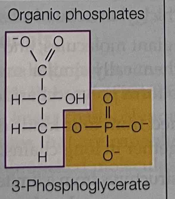 <p>3 - Phosphoglycerate</p>