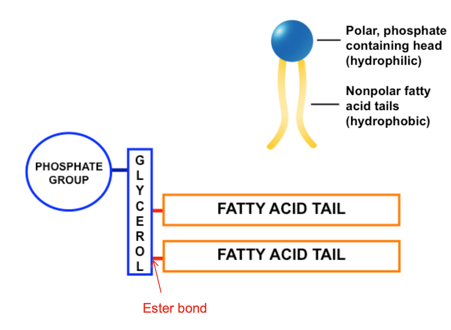 <p>contains 2 fatty acids joined to a glycerol by ester bonds and has a phosphate group</p>