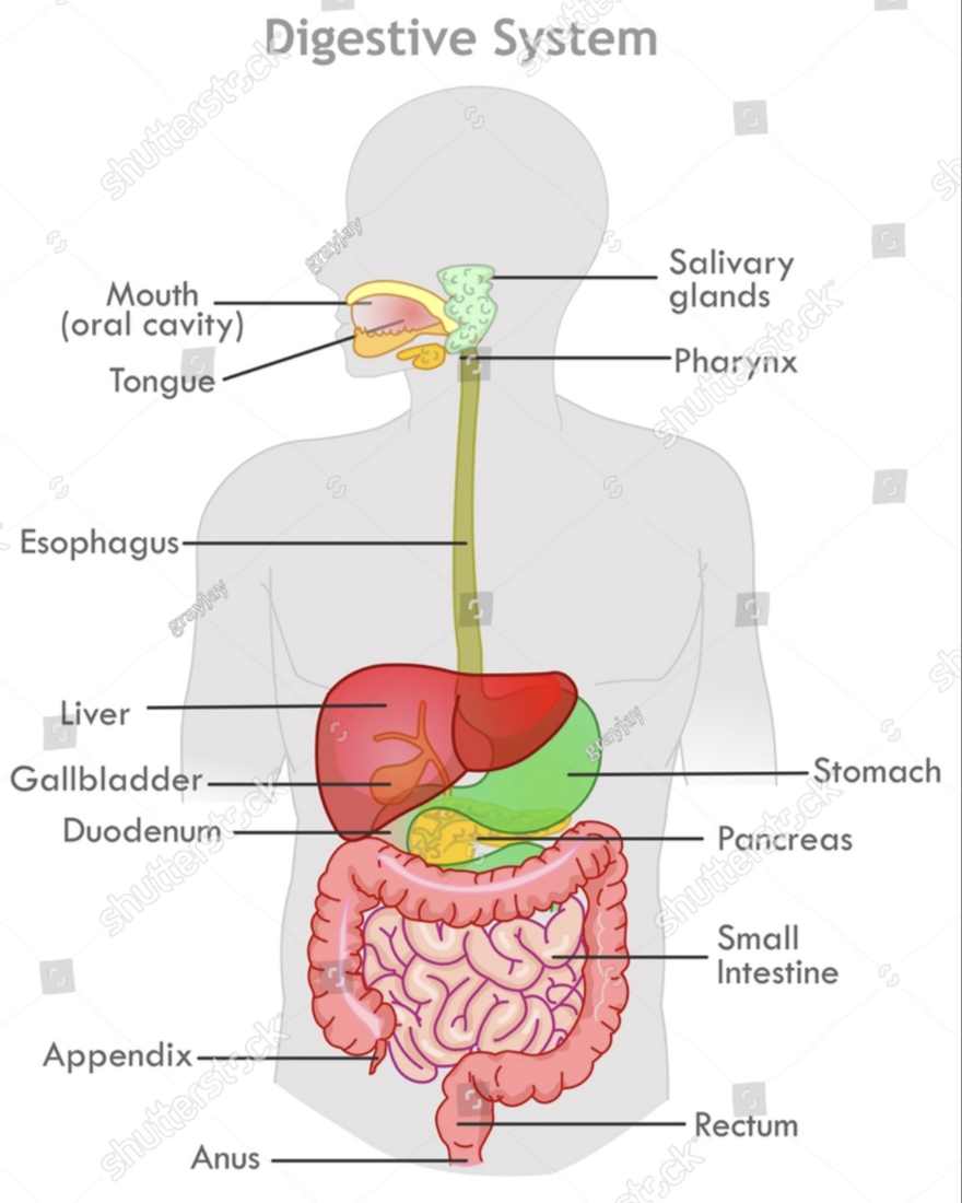 <ul><li><p>Picture</p></li><li><p><strong>Antral mucosa</strong> refers to the inner lining of the <strong>antrum</strong>, </p><ul><li><p>antrum which is the lower part of the stomach.</p></li></ul></li><li><p><strong>Gastric</strong> refers to anything related to the stomach.</p><ul><li><p><strong>Gastric antrum</strong>, together, means the lower part of the stomach</p></li></ul></li></ul><p></p>
