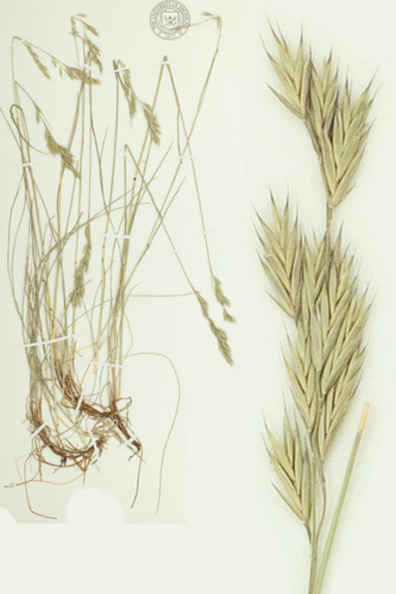 <p>Festuca idahoensis</p>