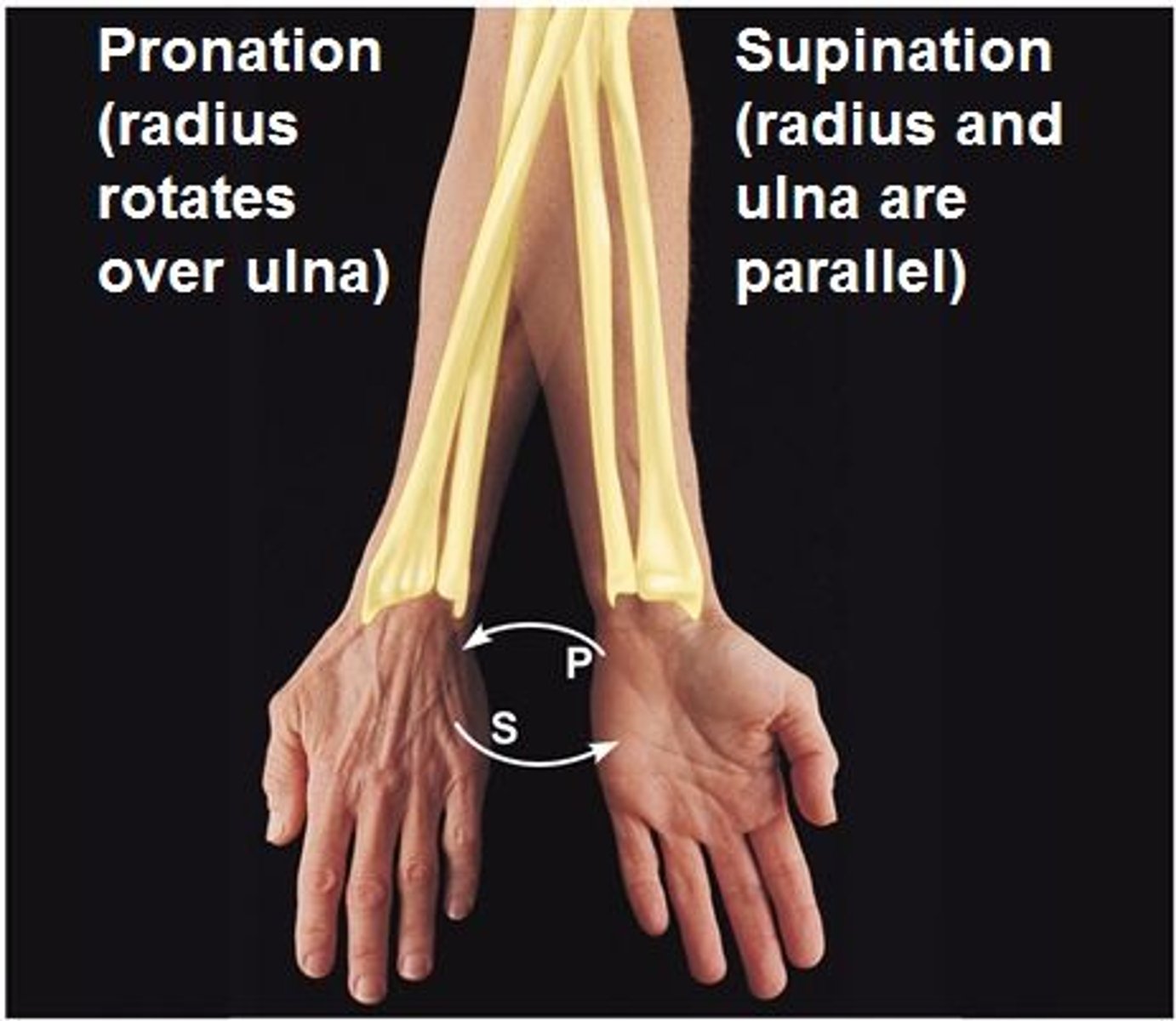 <p>"Pronate" = lying face down. Rotation of forearm so the palm faces posteriorly; radius crosses over ulna. Example: Radioulnar joint. Joint Type: Pivot.</p>