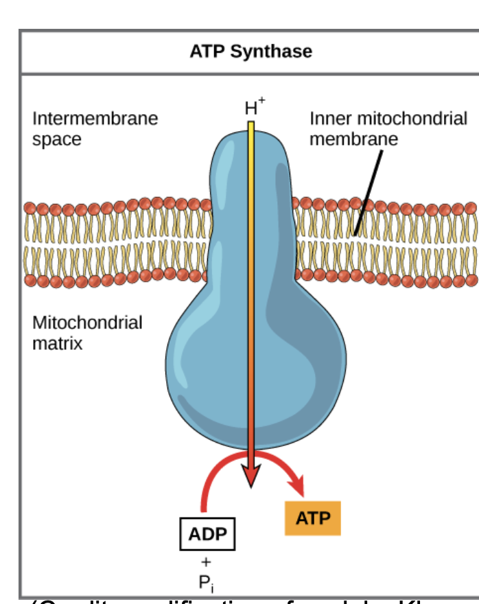 <ul><li><p><span>process where hydrogen ions (H⁺) flow through the enzyme ATP synthase across a membrane, using the kinetic energy from the proton gradient to form ATP from ADP and phosphate (Pi).</span></p></li></ul><p></p>