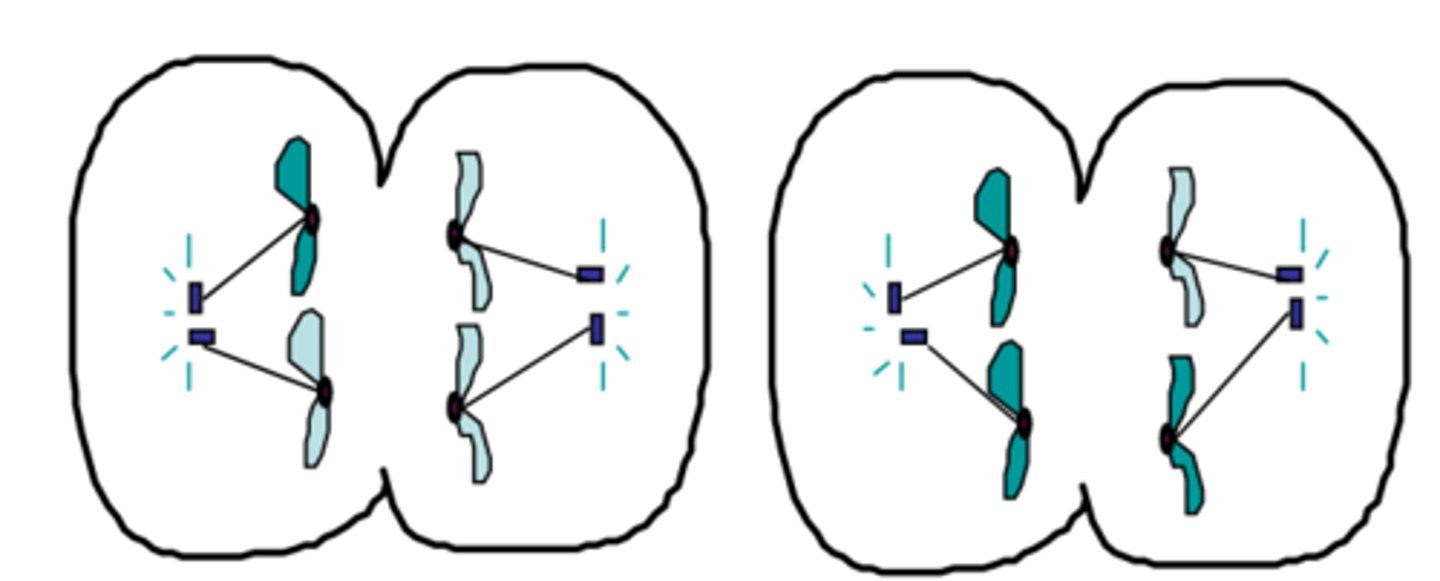 <p>The fourth phase of meiosis II in which the chromosomes decondense, the nuclear envelope reappears and centrioles disappear ; identical to mitotic telophase except the number of chromosomes was reduced by half</p>