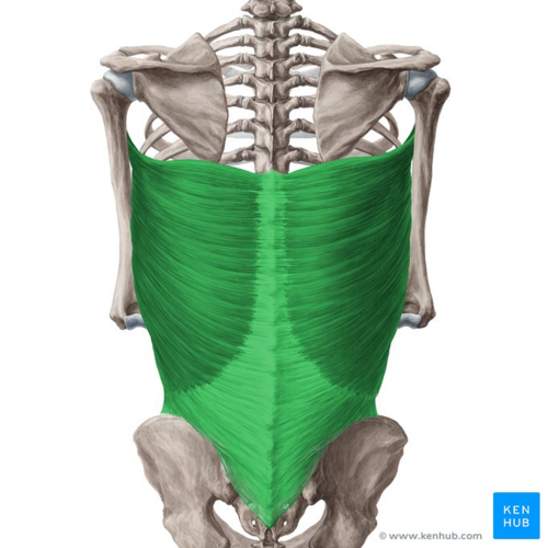 <p>Origin: Vertebrae 7-12, Crest of Ilium, Ribs 9-12, Inferior angle of Scapula Insertion: Humerus Action: Arm adduction and extension</p>