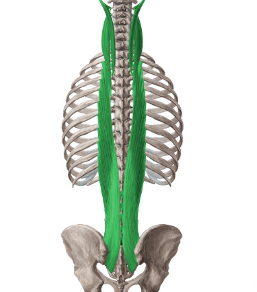 <p>Longissimus</p>