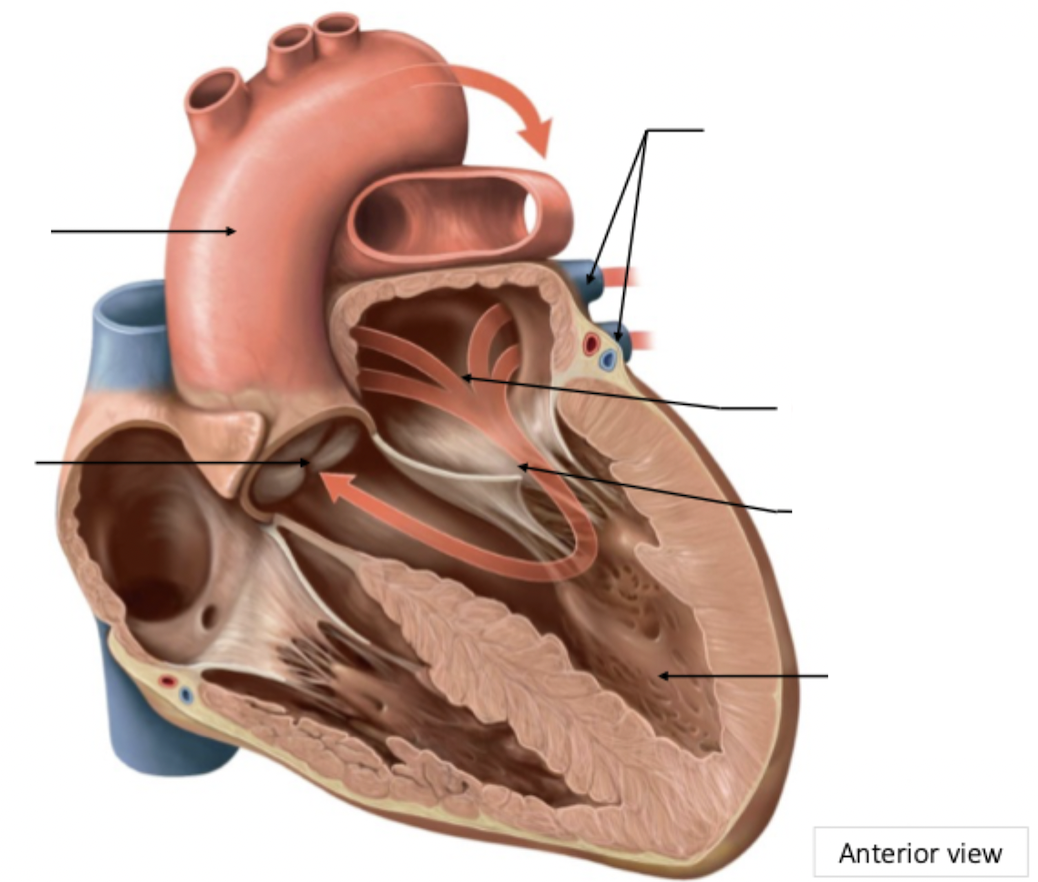 <p>Systemic Circulation</p>