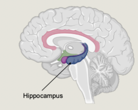 <ul><li><p>part of the limbic system</p></li><li><p>involved in memory processing of all kinds</p></li><li><p>PTSD is a condition centred around an emotional (traumatic) memory</p></li><li><p>a <strong>reduction in hippocampal volume</strong> is one of the most consistently reported differences in brain structure when looking at PTSD</p></li></ul><p></p>