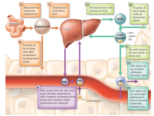 <ul><li><p>composed of a core of lipids</p></li><li><p>covered with a shell of proteins, phospholipids, + cholesterol</p></li></ul><p></p>