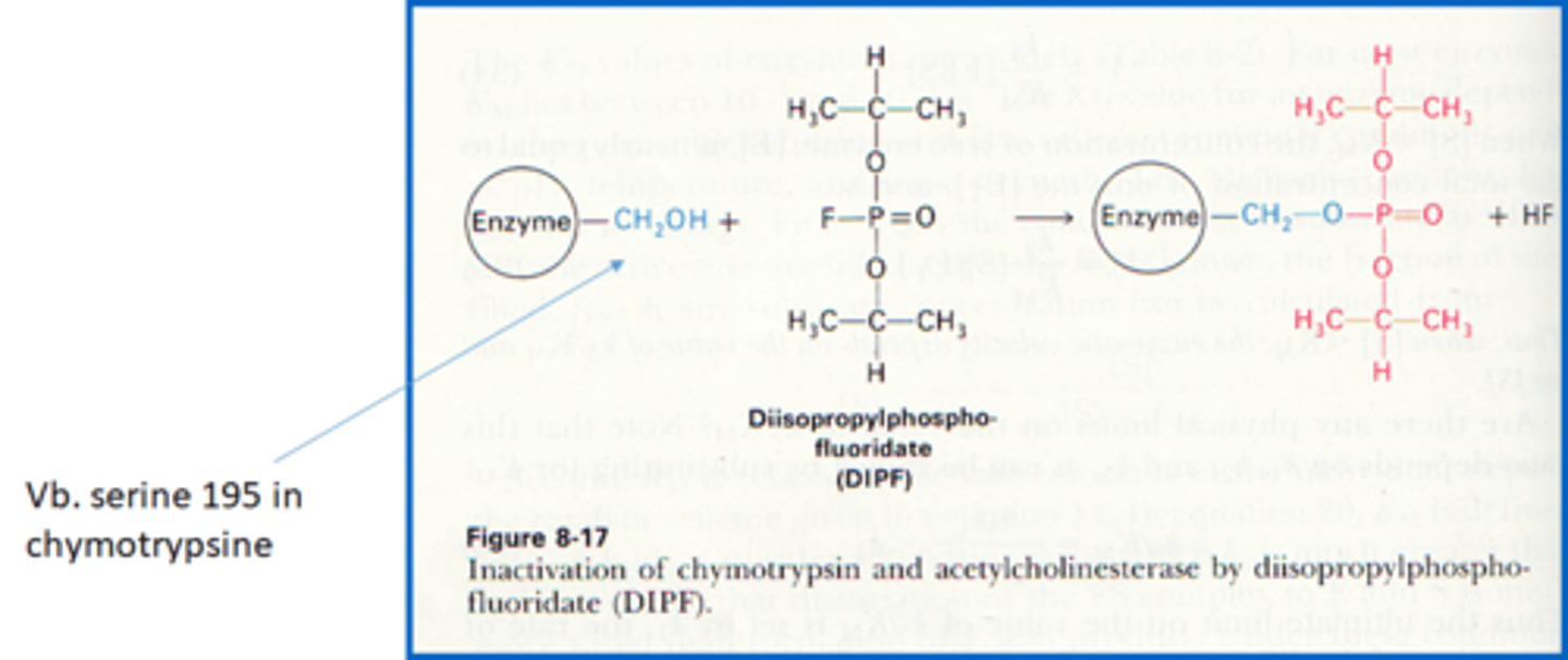 <p>1) organofluorofosfaten = reageren met serine uit chemotrypsine en acetylcholinesterase (verlamming vitale functies als gevolg)</p><p>2) aspirine inhibeert een enzyme: het bindt covalent met prostaglandine synthase, prostaglandines veroorzaken ontstekingen en contraheren gladde spieren in bloedvaatjes</p><p>3) penicilline</p><p>eerste antiobioticum, inhibeert een sleutel enzym ('cross-linking transpeptidase') dat instaat voor de cross-linking van de peptidoglycaan ketens in de bacteriële celwand.</p><p>->bacteriele celwand gaat kapot, wij hebben geen celwand dus weinig side effects</p>