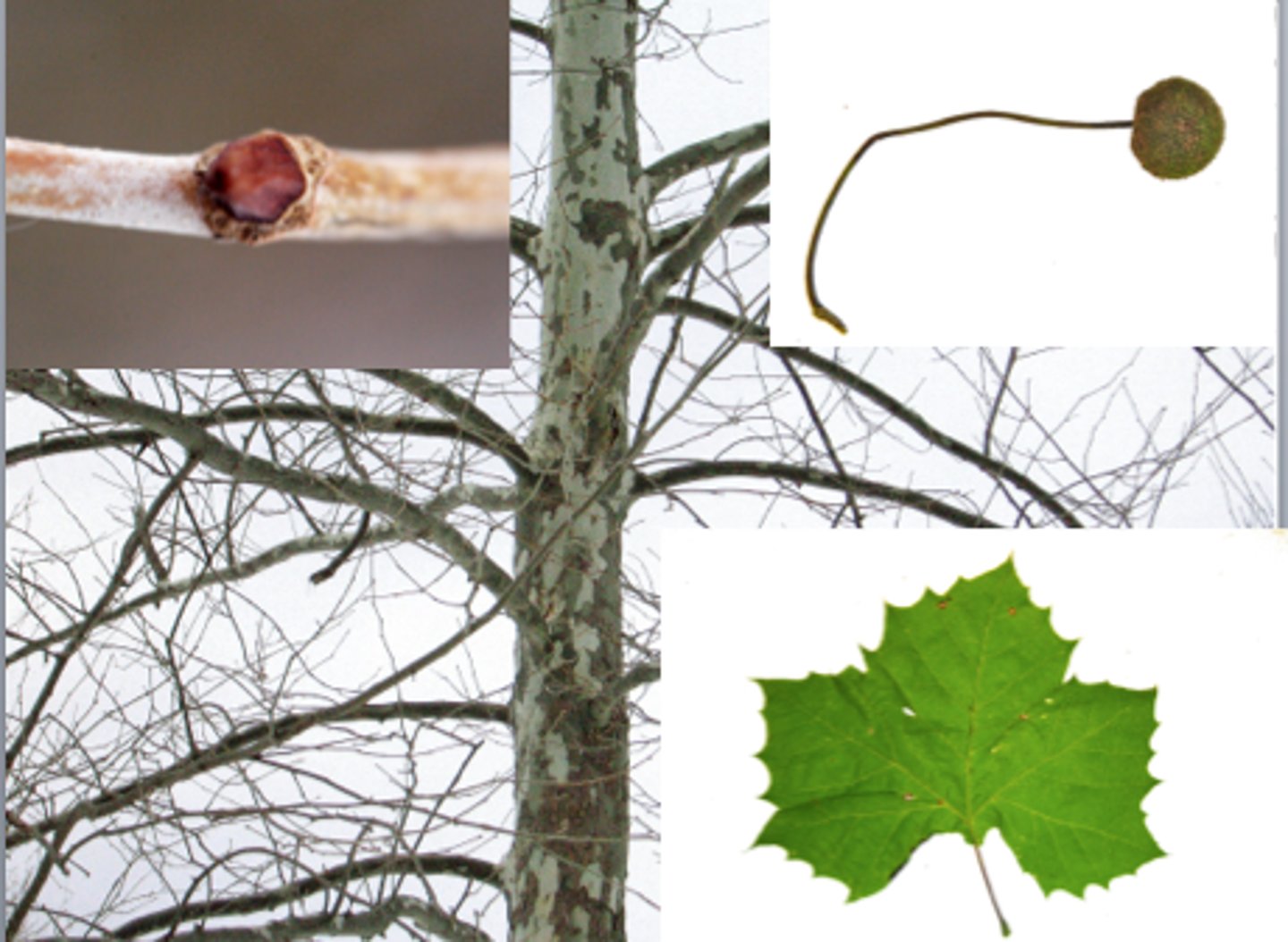 <p>Platanus occidentalis</p>