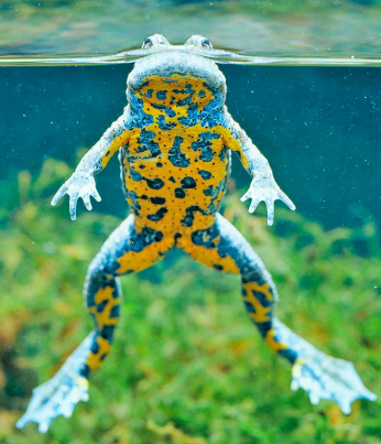 <p></p><p></p><p><strong><u>Distribution:</u></strong></p><ul><li><p>Europe and Asia</p></li></ul><p><br><strong><u>Traits:</u></strong></p><ul><li><p>bright orange/ blue bellies</p></li><li><p>unique features of skull and hyloid</p></li></ul><p></p><p><strong><u>Larval Type:</u></strong></p><p>III</p>