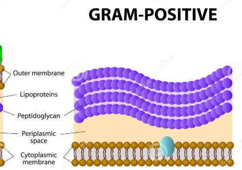 <p><strong>PURPLE</strong>, super fat peptidoglycan wall (no outer membrane)</p>